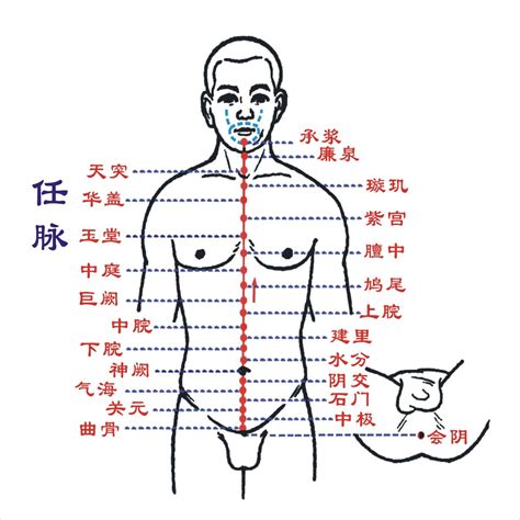 中脈位置|中脈(葉片中央的一片主脈):人體中脈,重要性,所經路線,頂輪,眉間輪…